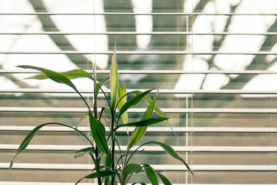 The Benefits & Disadvantages Of The Different Types Of Blinds